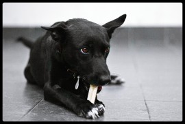 Lupa en ADOPCION, mestiza cariñosa, esterilizada, vacunada y con chip